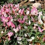 Trifolium uniflorum Fleur