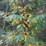 Castanea sativa Buveinė