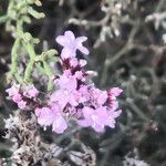 Limonium tuberculatum 花