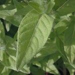 Oenothera pilosella Leaf