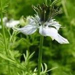 Nigella sativa Квітка