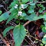 Hypoestes forskaolii অভ্যাস