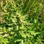 Verbascum sinuatum Leaf
