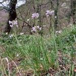 Cardamine pratensis 整株植物