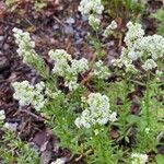 Galium boreale Цвят