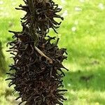 Liquidambar styraciflua Mbuma