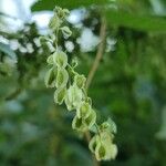 Fallopia dumetorum Flor