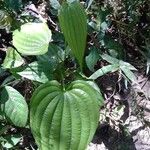 Dioscorea villosa Blatt