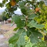 Quercus garryana Leaf