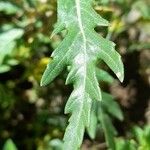 Xanthium spinosum Leaf