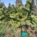 Araucaria angustifolia Hoja