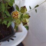 Sida cordifolia Flower