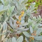 Conocarpus erectusΦρούτο