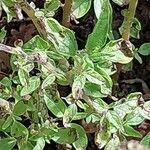 Parietaria officinalis Blad