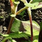 Persicaria microcephala Kôra