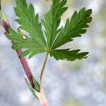 Potentilla inclinata Φύλλο