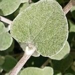 Helichrysum petiolare Leaf