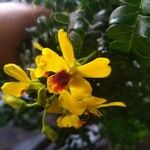 Caesalpinia echinata Kvet