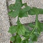 Lactuca muralis Feuille