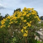 Genista radiata Habit