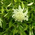 Cephalaria gigantea Flower
