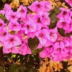 Bougainvillea spectabilis Flower