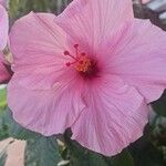 Hibiscus rosa-sinensis Flower