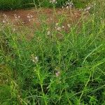 Cleome allamanii 整株植物