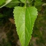 Eupatorium perfoliatum 葉