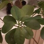 Ficus microcarpa Φύλλο