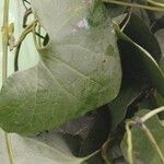 Aristolochia elegans Blad