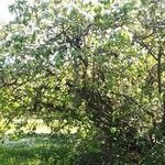 Corylus avellanaFlower