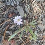 Lewisia pygmaea Цвят