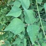 Erythrina herbacea Folio