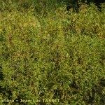 Bidens radiata Habit