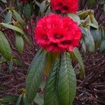 Rhododendron argipeplum Flor