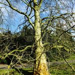 Platanus × hispanica Staniste