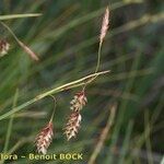 Carex magellanica Altro