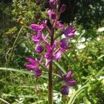 Anacamptis laxiflora 花