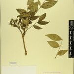 Zanthoxylum oxyphyllum Altro