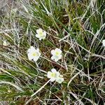 Pinguicula alpina Hábito