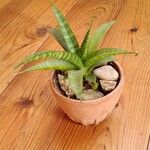 Dracaena hyacinthoides List