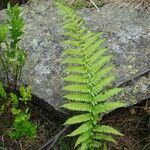 Dryopteris oreades पत्ता