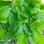 Vitex cooperi Hoja