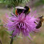 Cirsium vulgare Flower