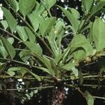 Phyllanthus carlottae