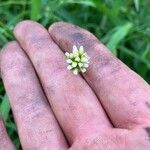 Persicaria sagittata 花