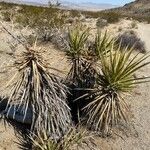 Yucca schidigera Frunză