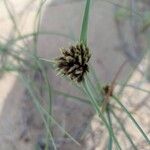 Cyperus capitatusBlodyn