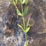 Centaurium pulchellum 整株植物